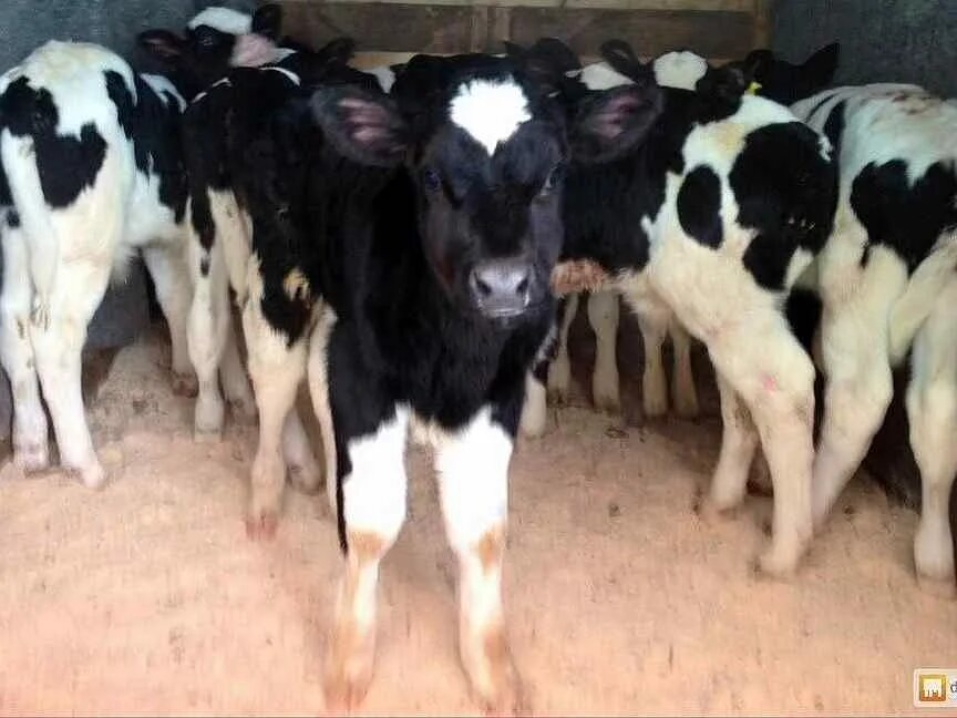 8 месячный бычок. Месячные бычки. Красно белые бычки. Телята бычки. Месячные телята.