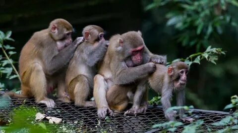 Monkeys partners