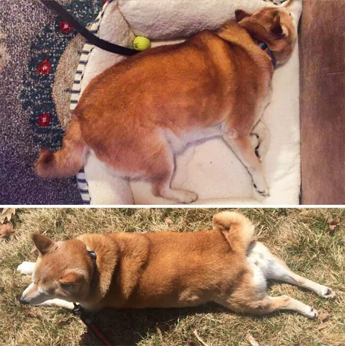Скинул собаку. Ожирение у собак. Собака худеет. Ненужный щенок.