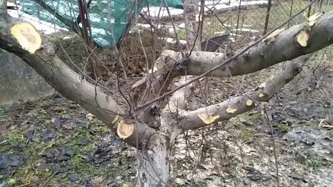 Как обрезать старую яблоню осенью для омоложения
