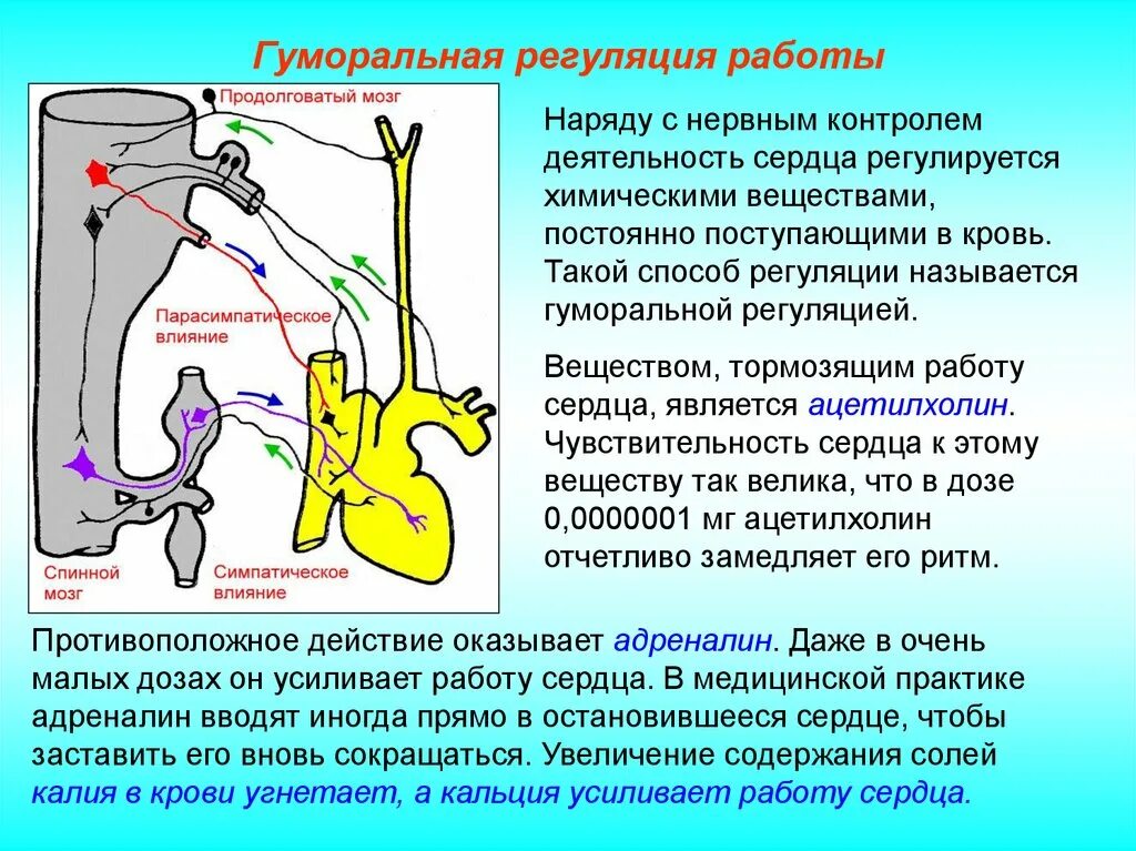 Гуморальная регуляция работы сердца человека. Регуляция работы сердца. Нервная регуляция сердечной деятельности. Регуляция работы сердца схема. Влияние нервной системы на деятельность сердца.