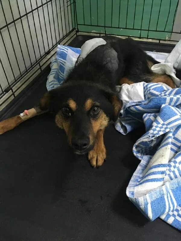 благотворительная акция для животных. благотворительный фонд ника зеленоград. чеховский приют для животных. приют для собак лохматая душа. бездомные собаки в турции.