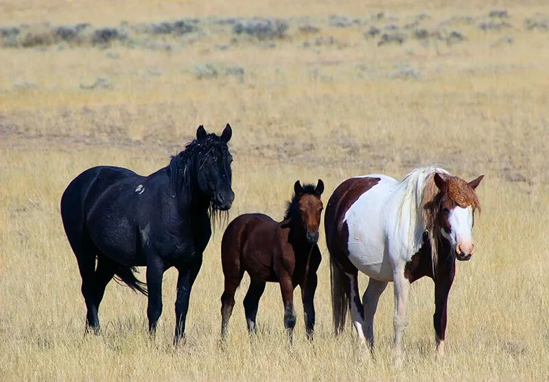 Horse family