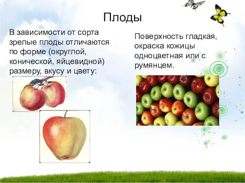 Какую функцию выполняет плод яблони. Формы плодов. Форма плода яблока. Разные формы плоды яблока. Виды плодов яблони по форме.