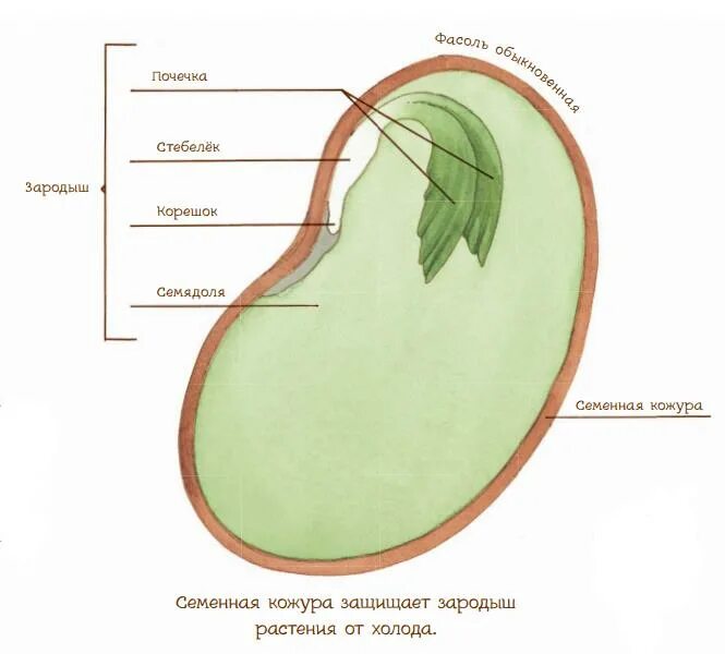 Строение зародыша растения. Строение зародыша семени фасоли. Зародыш семени растения состоит. Семя фасоли зародыш семенная кожура.