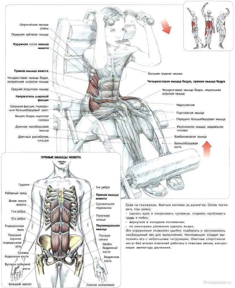Тренажер скручивание для пресса какие мышцы задействованы. Анатомия силовых упражнений Фредерик Делавье. Упражнения на пресс на силовом тренажере. Атлас силовых упражнений Делавье. Упражнений в тренажерном зале для пресс мужчин