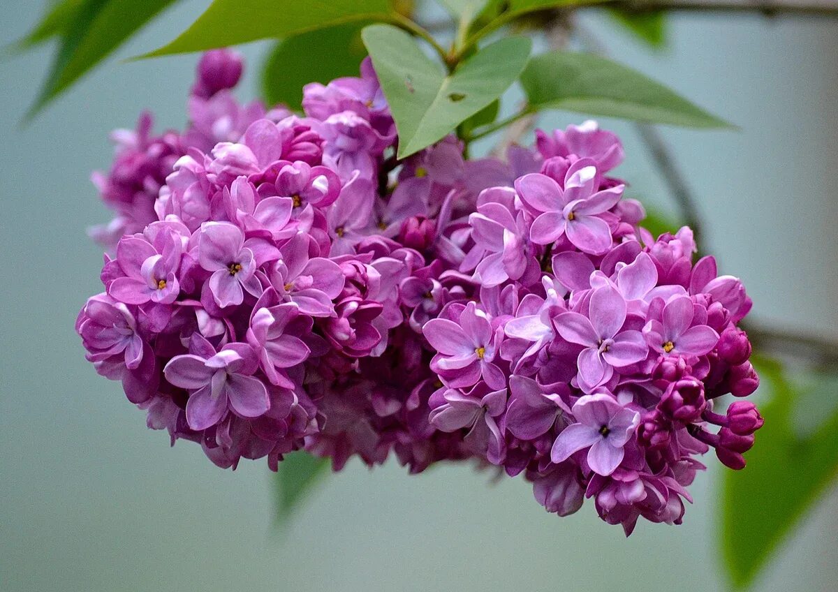 Сирень Гиацинтовая свитхарт. Сирень Амория. Сирень Syringa.