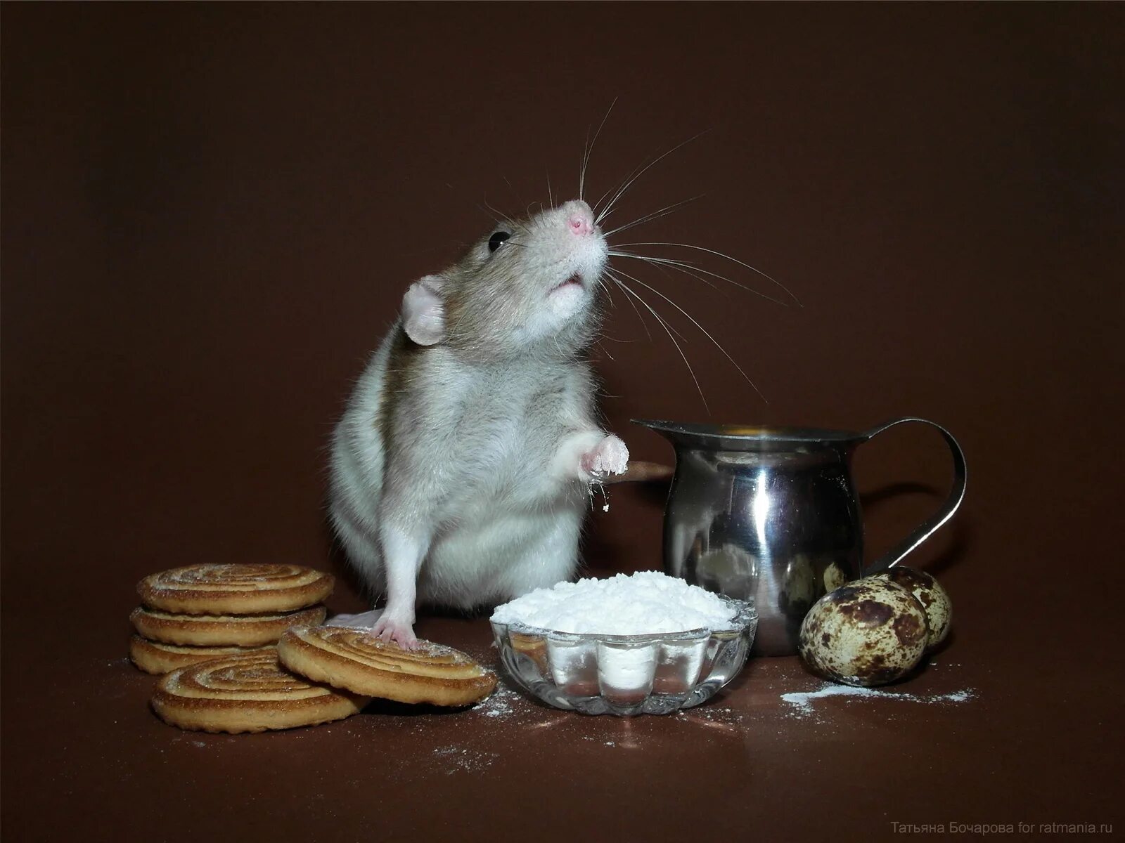 городские грызуны. сахар сырец. кусочки сахар тростниковый. домашние мыши. доброе утро хомяк.