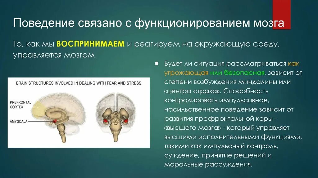 Принципы деятельности мозга. Общие принципы функционирования мозга. Общие принципы функционирования мозга человека.