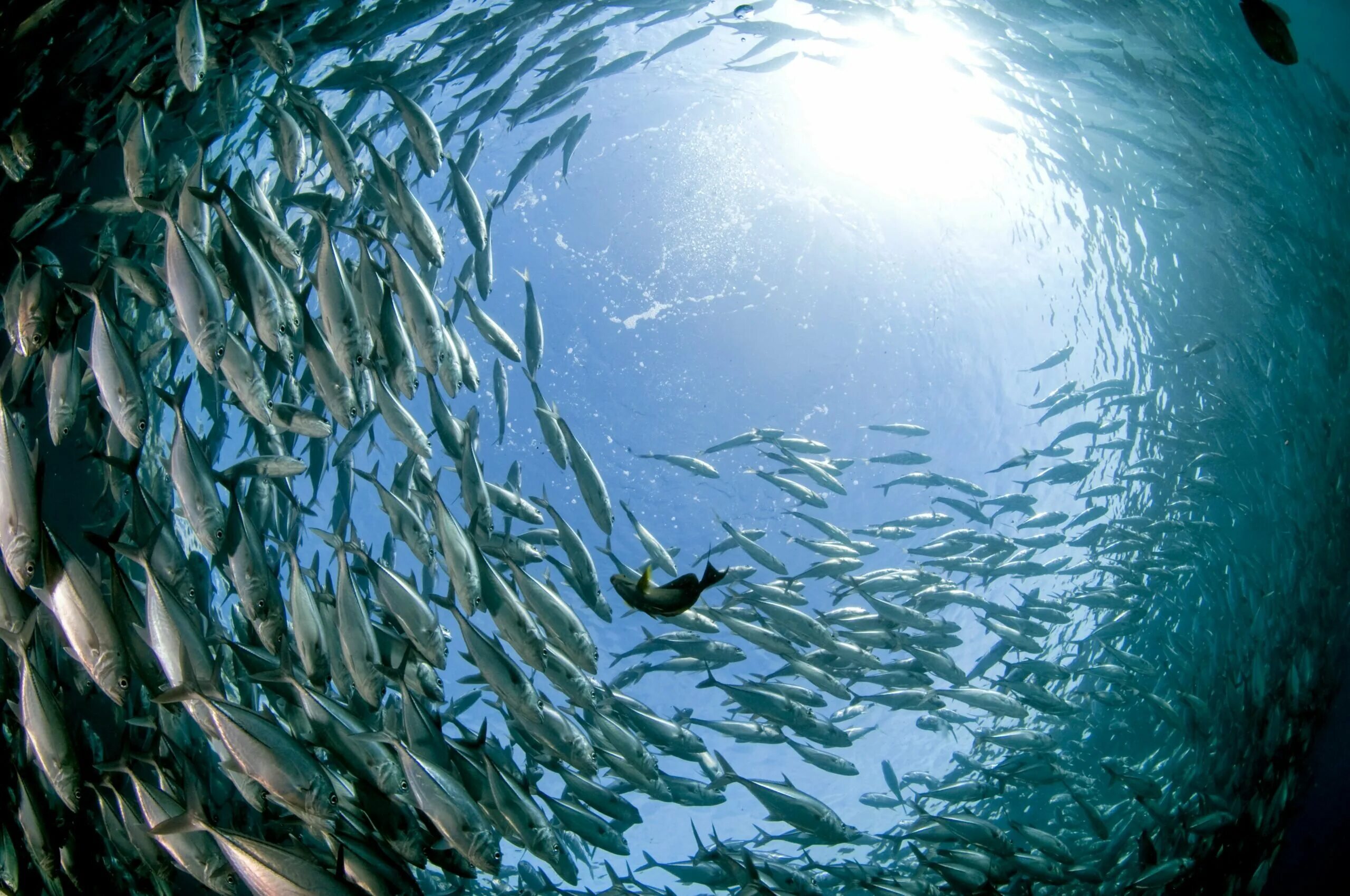 Жизнь в глубине моря. Стая рыб. Косяки рыб в океане.