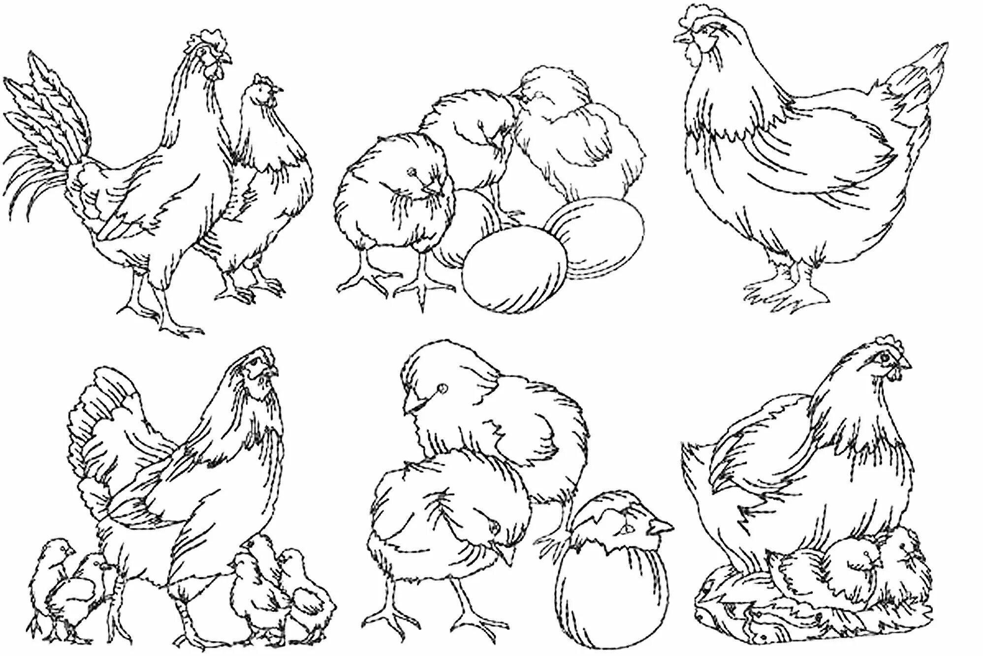 Рисунки с курами. Курица петух цыплята раскраска. Курица эскиз. Курица с цыплятами. Раскраска петушок Курочка и цыплята.