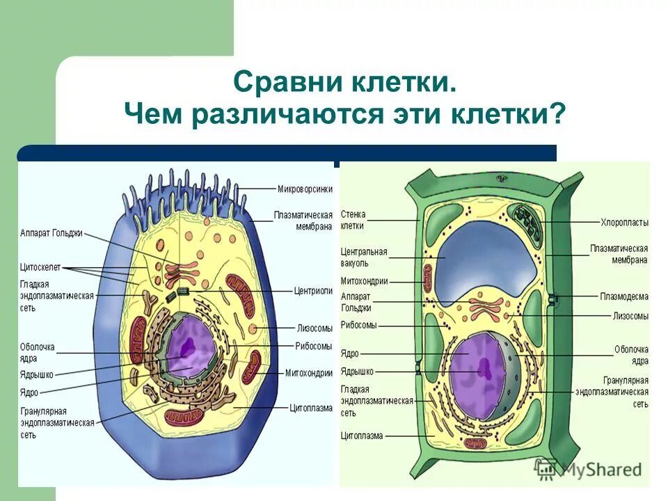 строение животной клетки строение органоидов. схематическое строение животной клетки. схема строения животной клетки 9 класс биология. растительная клетка строение биология 10-11 класс. строение животной клетки 6 класс биология.