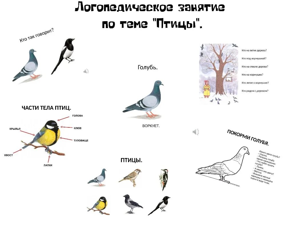 Звуки птицы тутор. Какие звуки издают птицы. Птицы издающие звуки. Птицы и звуки которые они издают. Какие звуки издают птицы для детей.