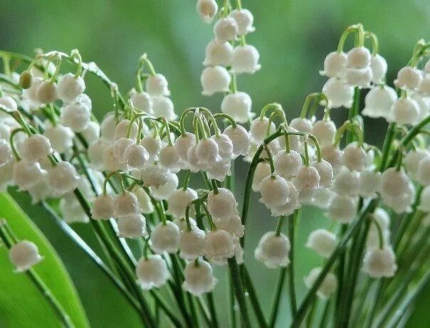 Ландыши первые май цветы слушать
