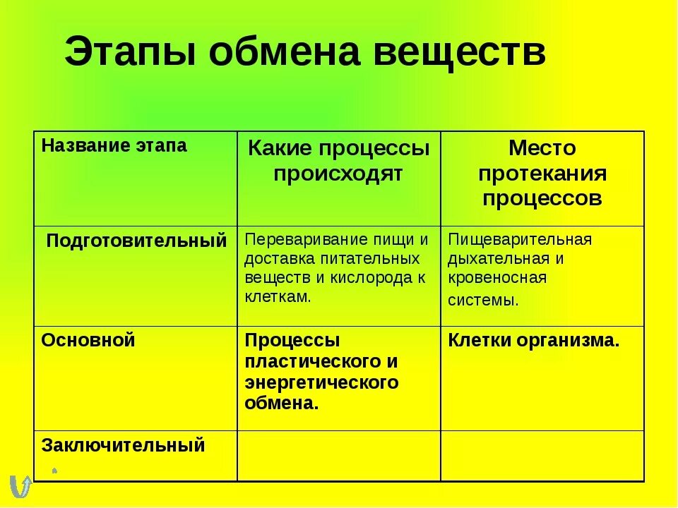 Этапы обмена веществ. Стадии обмена веществ 8 класс клеточный. Этапы обмена веществ в организме человека. Таблицу этапы обмена веществ в организме.