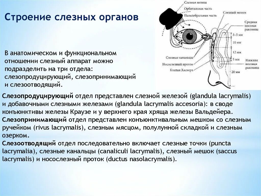 Слезная железа слезные канальцы слезный мешок носослезный проток. Слезный проток анатомия. Строение слезных органов. Строение слезного аппарата глаза.