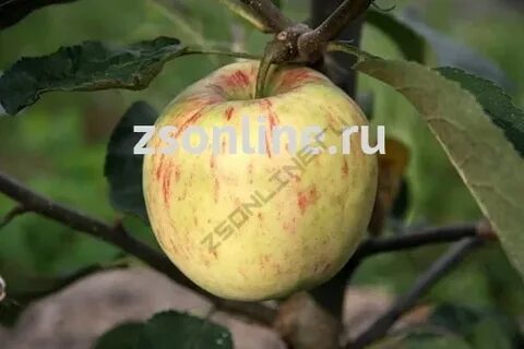 Яблони спас