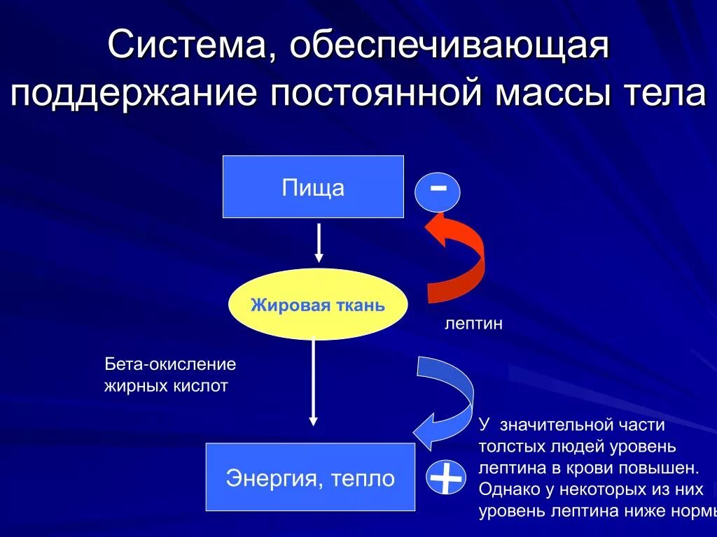 Бета в крови повышен. Лептин и поддержание массы жировой ткани.. Непрерывное поддержание. Обеспечивающие системы. Метаболический синдром лептин.