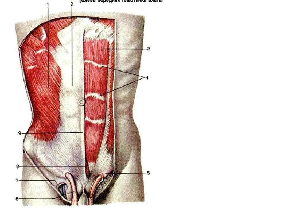 Передняя брюшная стенка живота топографическая анатомия. Мышцы брюшной стенки живота. Мышцы брюшной стенки топографическая анатомия. Мышцы передней брюшной стенки топографическая анатомия. Толстая брюшная стенка