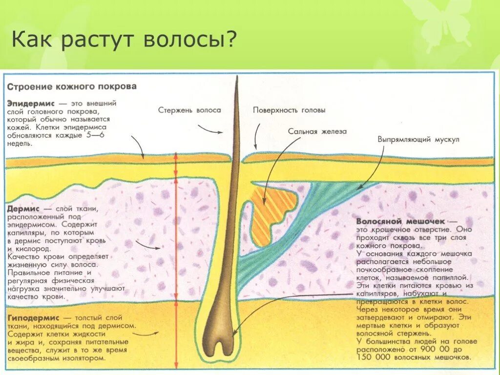 Растут корни волос. Как растут волосы. Строение волоса. Строение кожи и рост волос. Схема строения волоса.