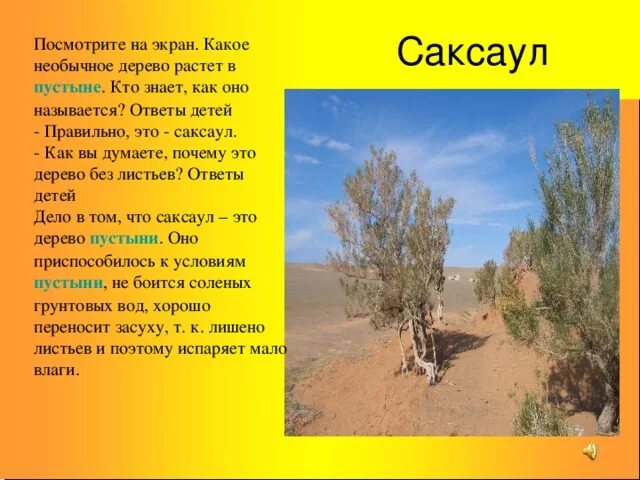 Саксаул где растет природная зона. Саксаул растение пустыни для детей. Саксаул доклад. Какие деревья растут в пустыне. Саксаул растение описание.