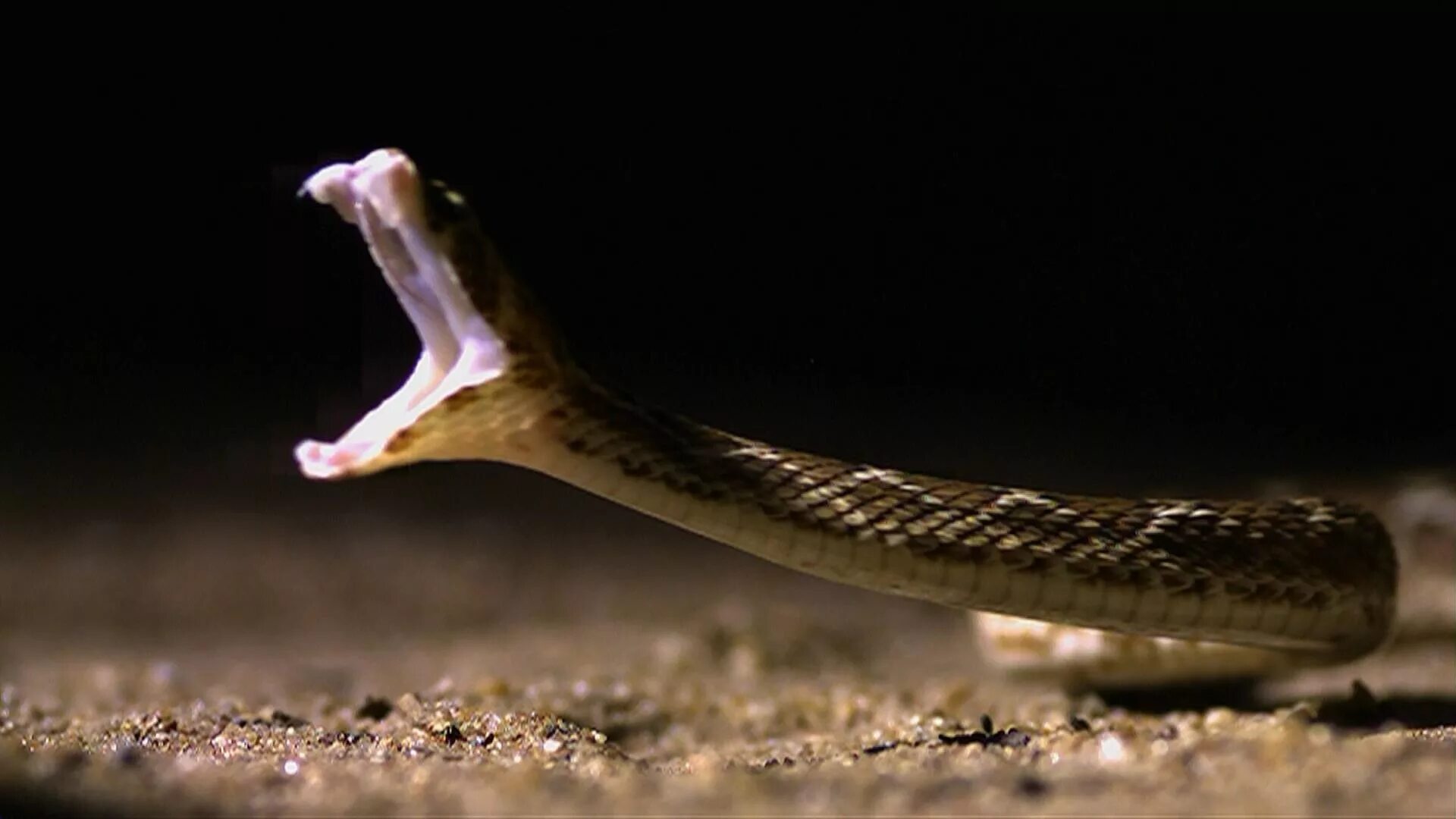 Snake bites. Черная Эфа змея. Bbc смертоносные змеи Индии. Змея ночью. Ночная змея.