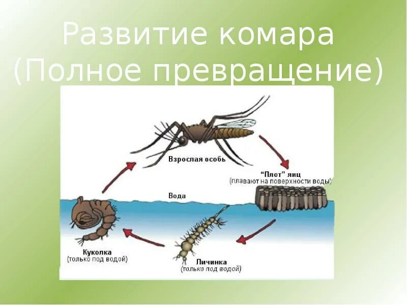 Комар полное или неполное превращение. Непрямое развитие комара. Тип развития комара прямое или Непрямое. Прямое и Непрямое развитие насекомых.