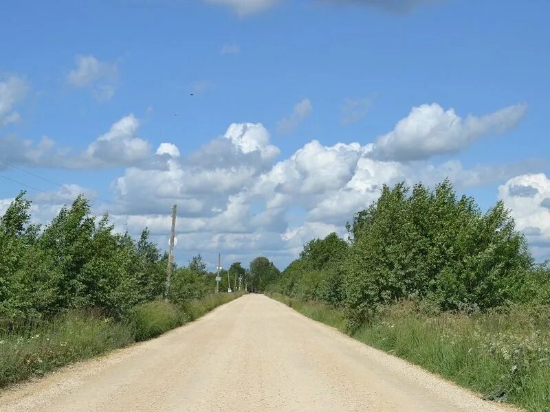 д покровское гатчинский район. леса гатчинского района. грибы в гатчинском районе. снт электросила массив чаща. погода в гатчинском районе на 5.