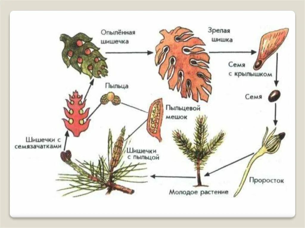 Цикл размножения голосеменных растений. Жизненный цикл голосеменных растений сосна. Цикл развития голосеменных растений. Цикл размножения сосны обыкновенной. Голосеменные растения пыльца