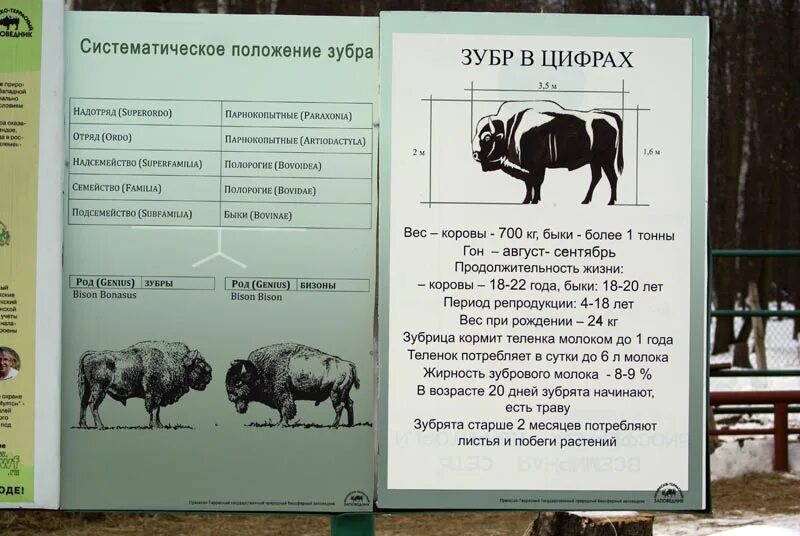 Бизон и зубр в чем разница. Зубр и бизон отличия. чем зубр отличается от бизона. отличикзубра от бизона. зубр вес.