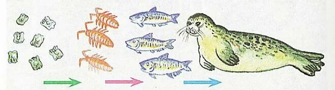 Схема питания арктической. Пищевая цепь арктической пустыни схема 4 класс. Цепь питания арктических пустынь 4 класс схема. Цепи питания арктических пустынь 4 класс окружающий мир схема. Цепь питания арктической пустыни рисунок.