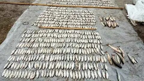 Запрет на ловлю краснодарский край