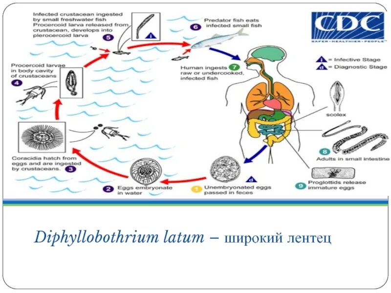 Цикл развития Diphyllobothrium latum. Дифиллоботриум Латум жизненный цикл. Diphyllobothrium жизненный цикл. Схема цикла развития лентеца широкого Diphyllobothrium latum.