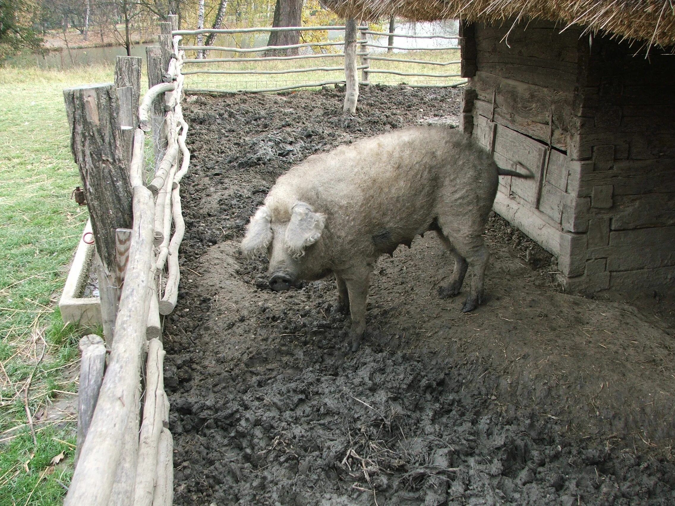 Мангалица свинья-овца. Sheep pig. Sheep pig. Мангалица на сене. Кудрявые поросята венгерская мангалица.