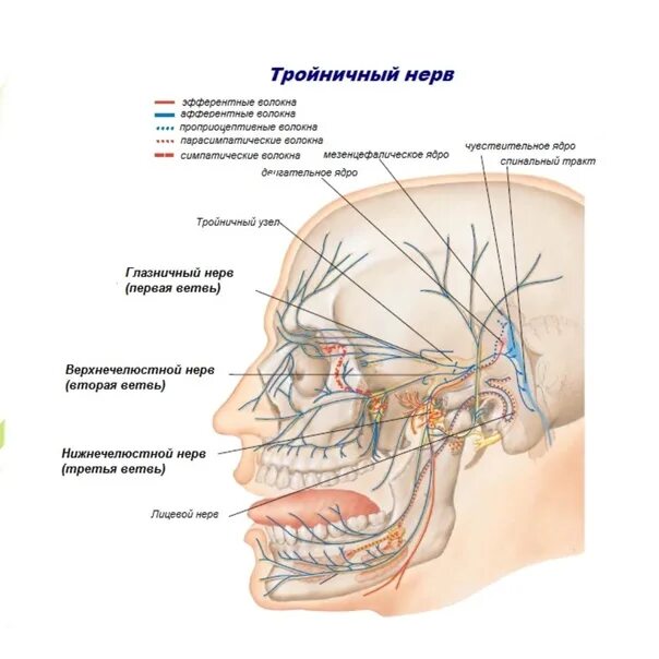 Лицевой нерв челюсти. Верхняя ветвь тройничного нерва. 2 Ветвь тройничного нерва анатомия. Полулунный узел тройничного нерва. Тройничный нерв анатомия Неттер.