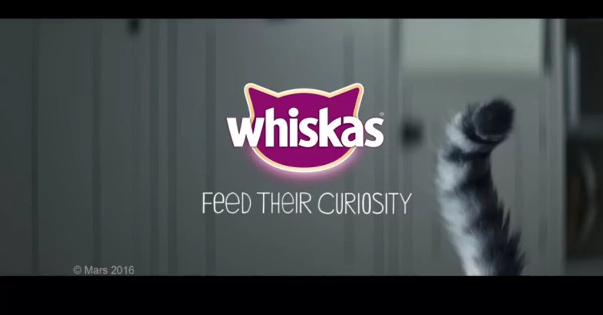 Музыка из рекламы вискас. Whiskas для котят реклама. Реклама вискас с котенком. Рекламный ролик Whiskas. Реклама вискас котенок и дождь.