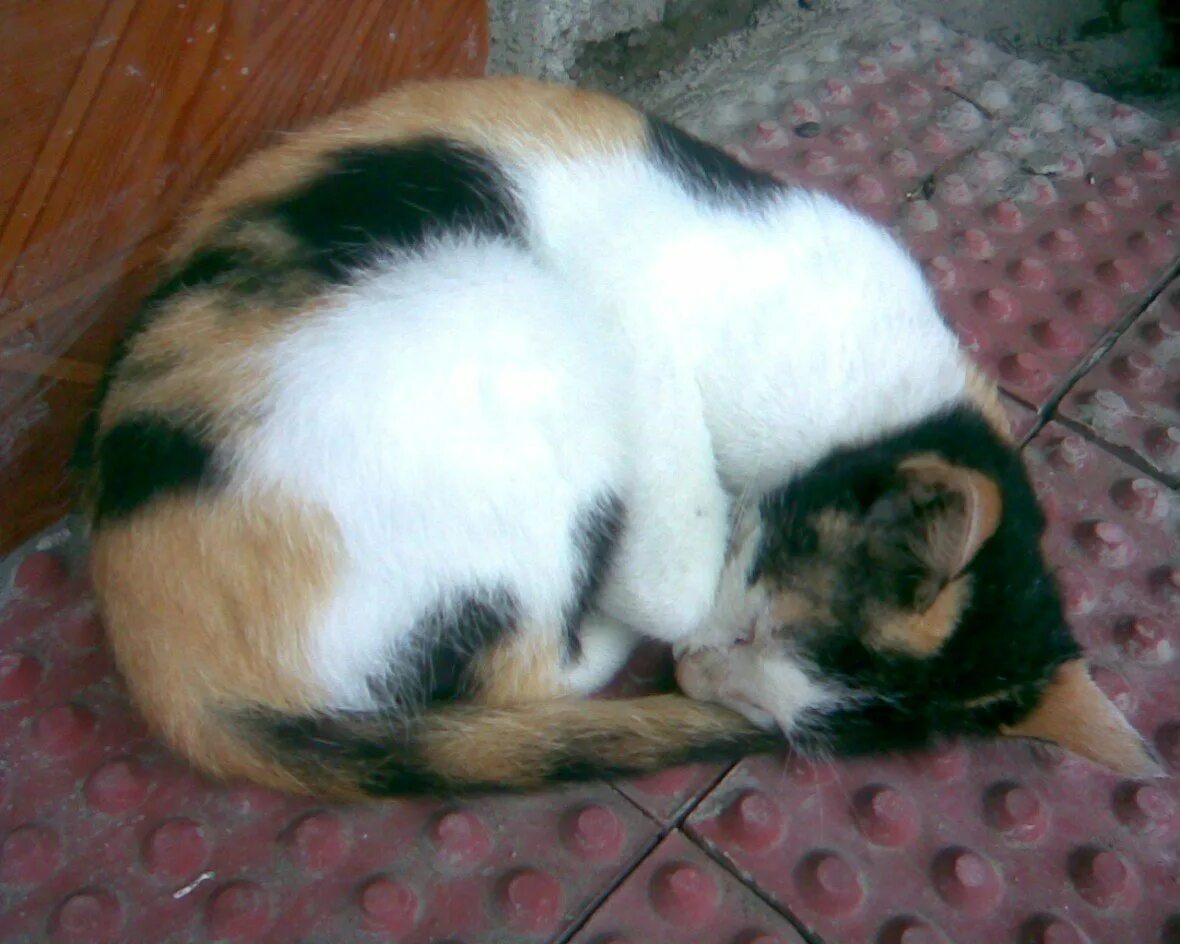 Муська кошка трехцветная. Серая трехцветная кошка. Трехшерстная кошка порода. Новорождённые котята у трёхцветной кошки. Родилась трехцветная кошка.