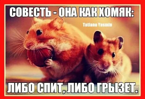 Либо спать