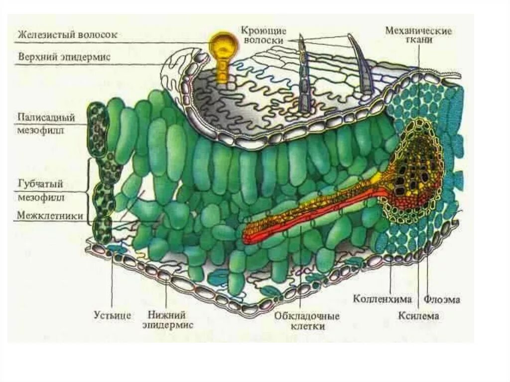 Орган клетки в котором происходит фотосинтез. Клетки мезофилла листа. Мякоть листа мезофилл. Анатомическое строение листовой пластинки. Строение мезофилла листа.