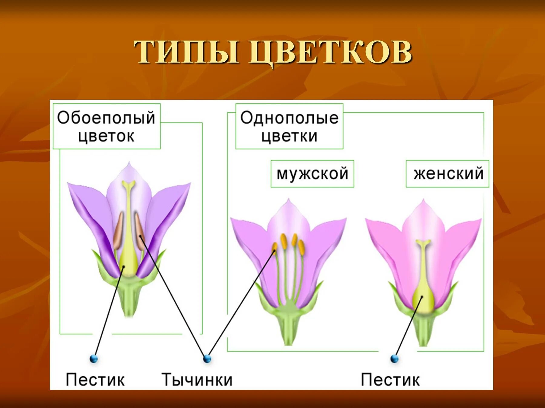 Мужской и женский органы цветка. Однополые и обоеполые цветки. Типы цветков обоеполые. Цветы виды. Обоеполый, мужской, женский цветок.