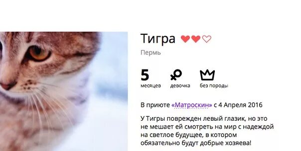 Приют кот матроскин пермь. Кот матроскин приют пермь. приют для кошек пермь. приют матроскин пермь адрес. приют матроскин в перми для кошек адрес и телефон.