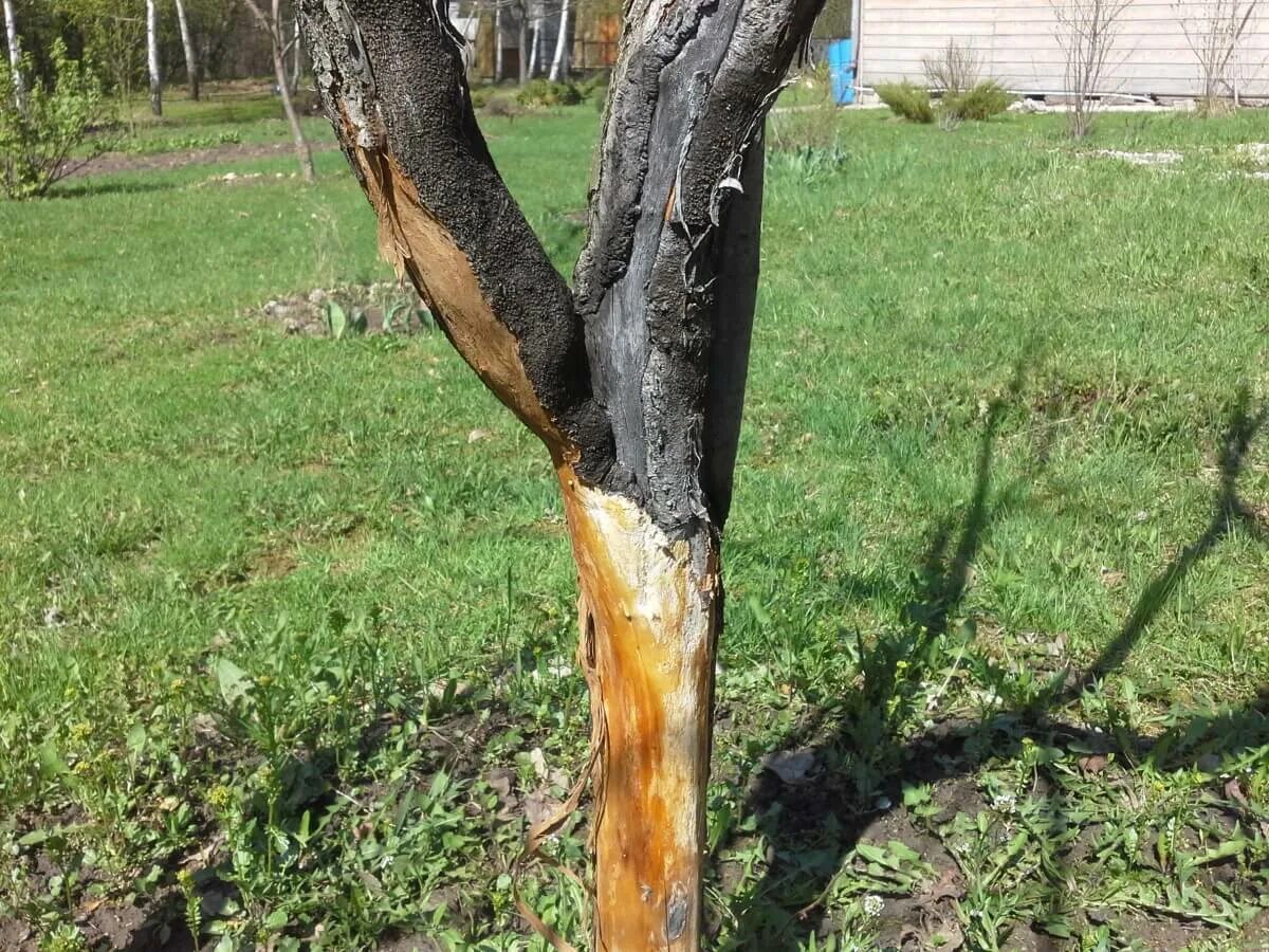 Мыши погрызли яблоню. Альтернариоз яблони ствол. Выпрямление ствола яблони. Обгрызли ствол яблони. Обглодали кору яблони.