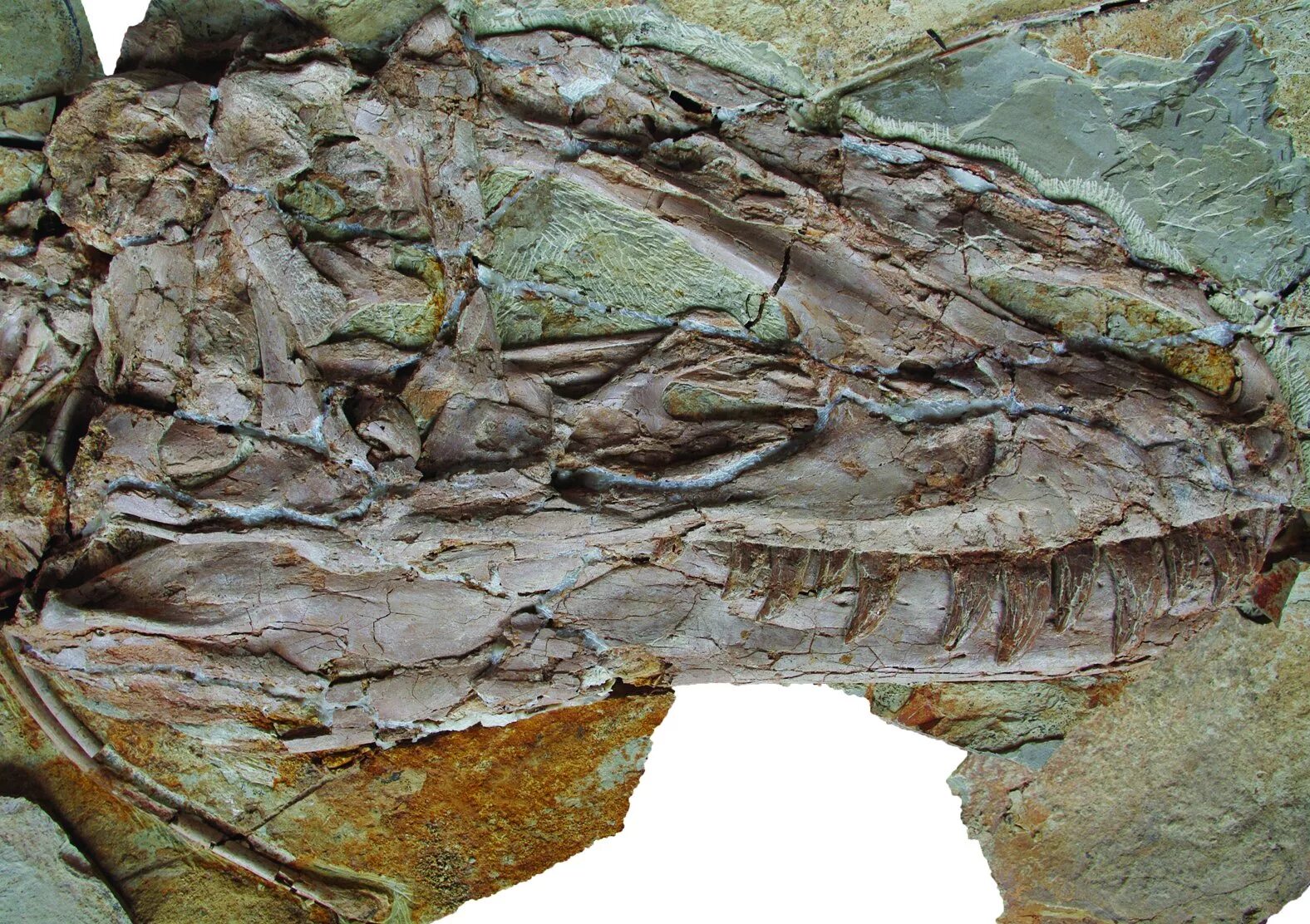 Динозавр Yutyrannus Huali,. Yutyrannus Fossil. Окаменелые перья динозавров. Окаменелости динозавров.