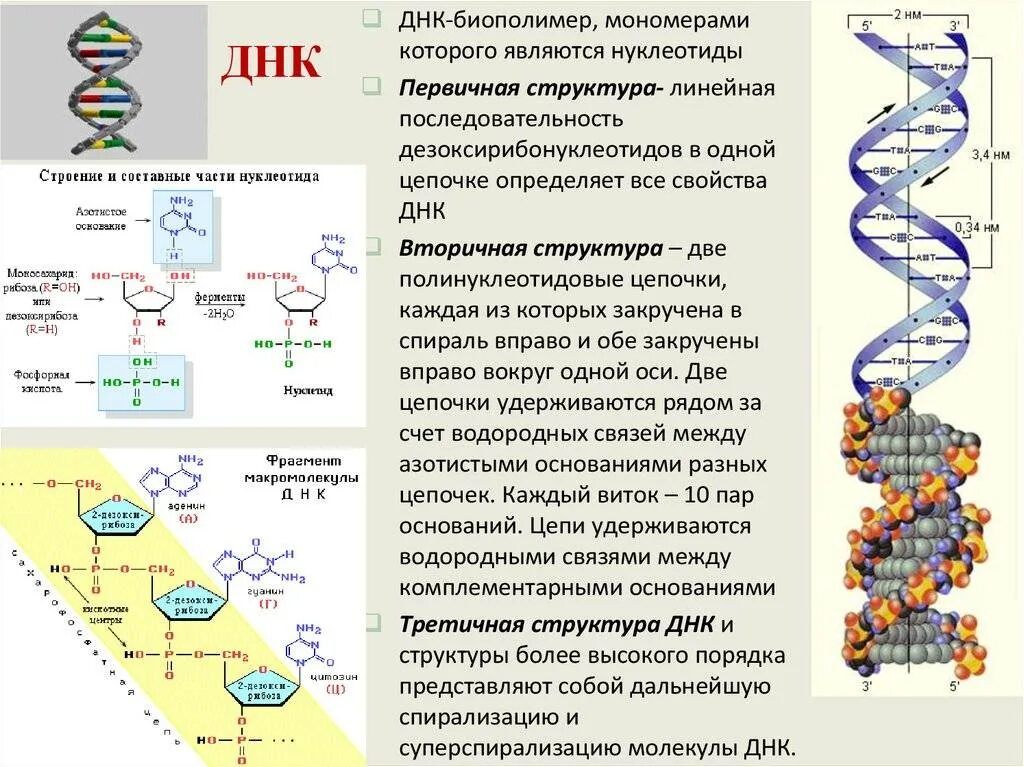 Мономером нуклеиновых кислот является нуклеотид. Первичная структура ДНК функции. Первичная структура молекулы ДНК. Вторичная и третичная структура нуклеиновых кислот. Первичная структура ДНК биохимия схема.