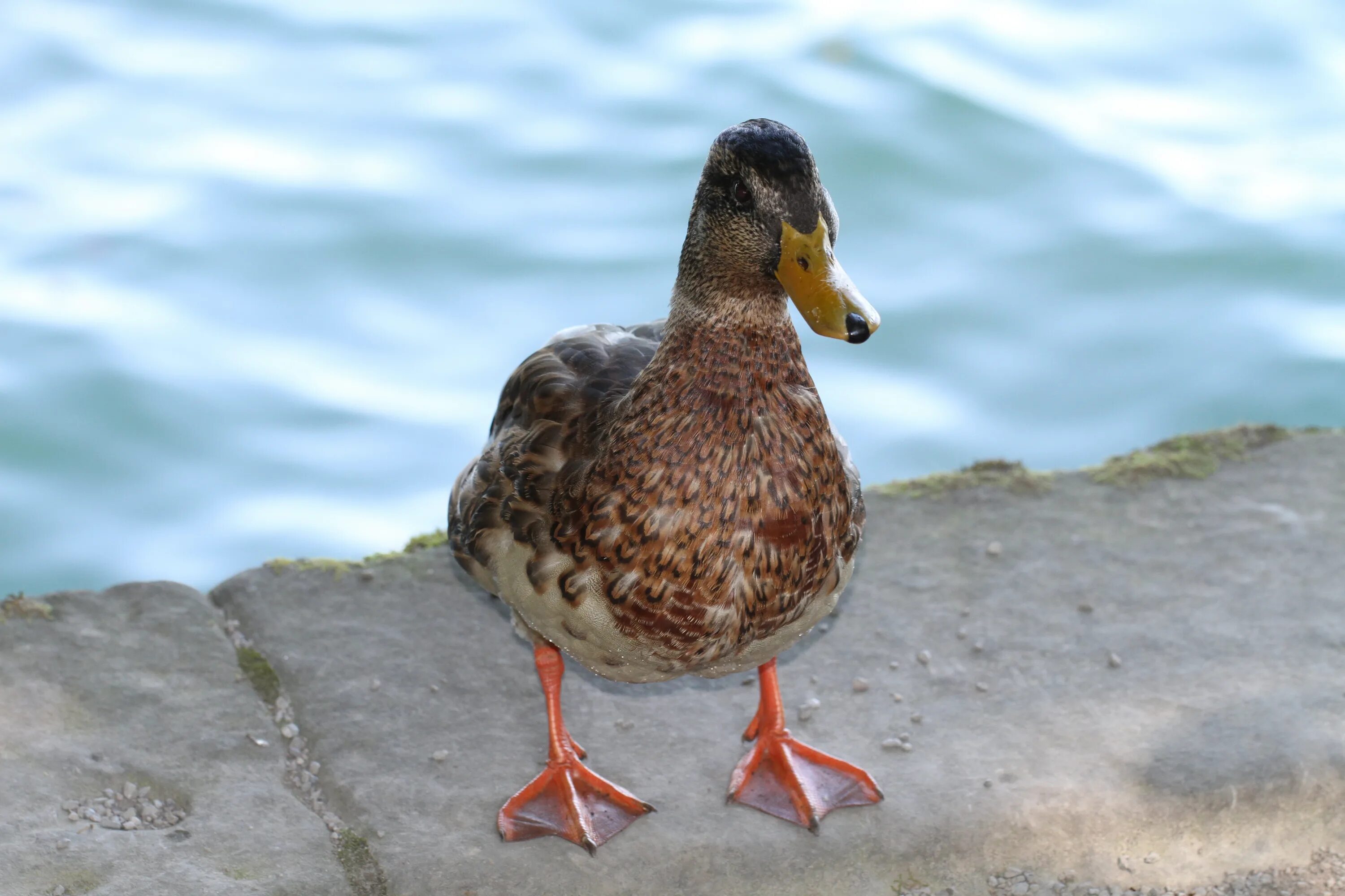 Duck com. Утка кряква лапы. Перепонки у водоплавающих птиц. Ноги водоплавающих птиц. Перепонки у утки.