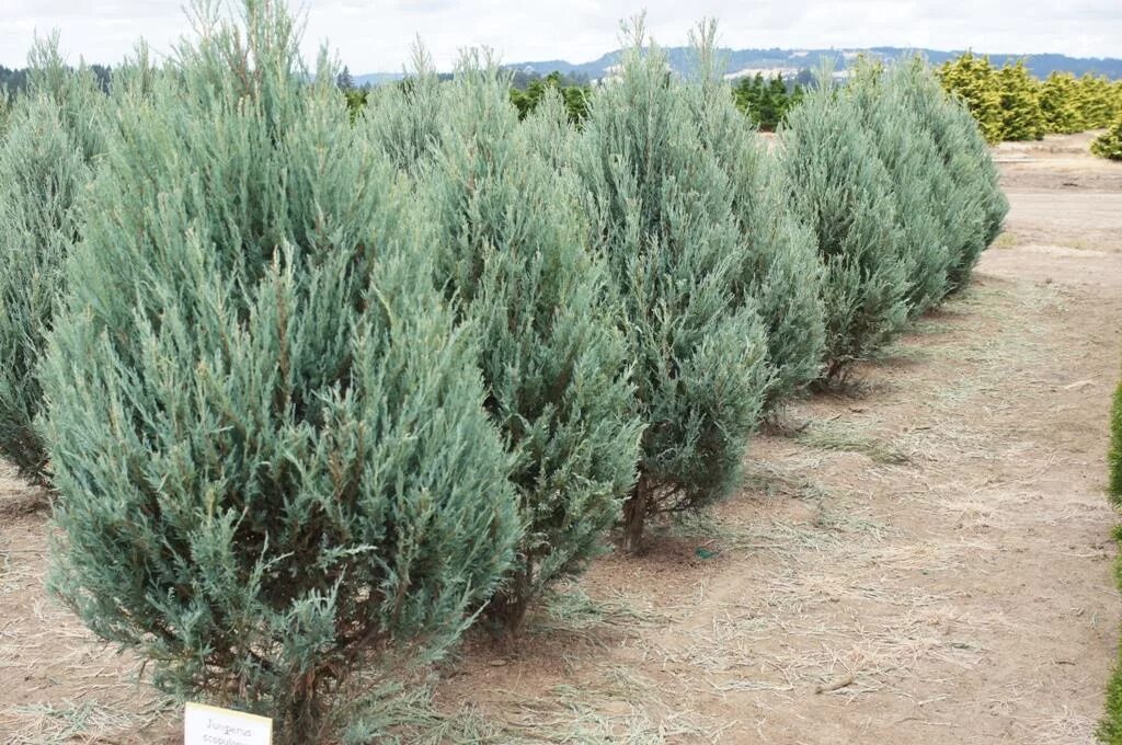 Купить Можжевельник виргинский Grey Owl - Можжевельник - GardenPlants