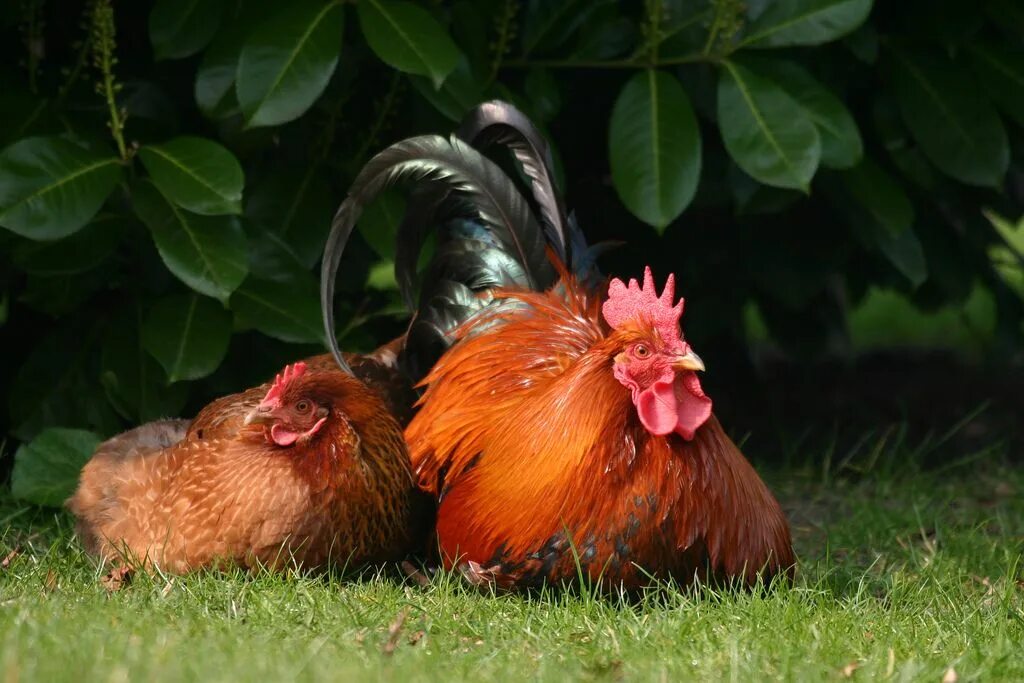 Размножение куриц. Курица на дереве. Hen and Chicken and cocks.