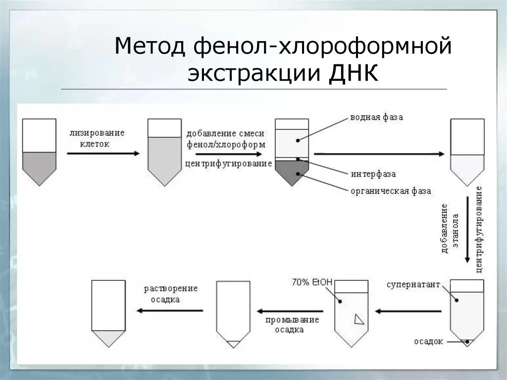 Выделение РНК фенол-хлороформной экстракцией. Фенол-хлороформный метод выделения ДНК. Выделение ДНК фенол хлороформной экстракции. Метод фенол-хлороформной экстракции. Процесс выделения днк