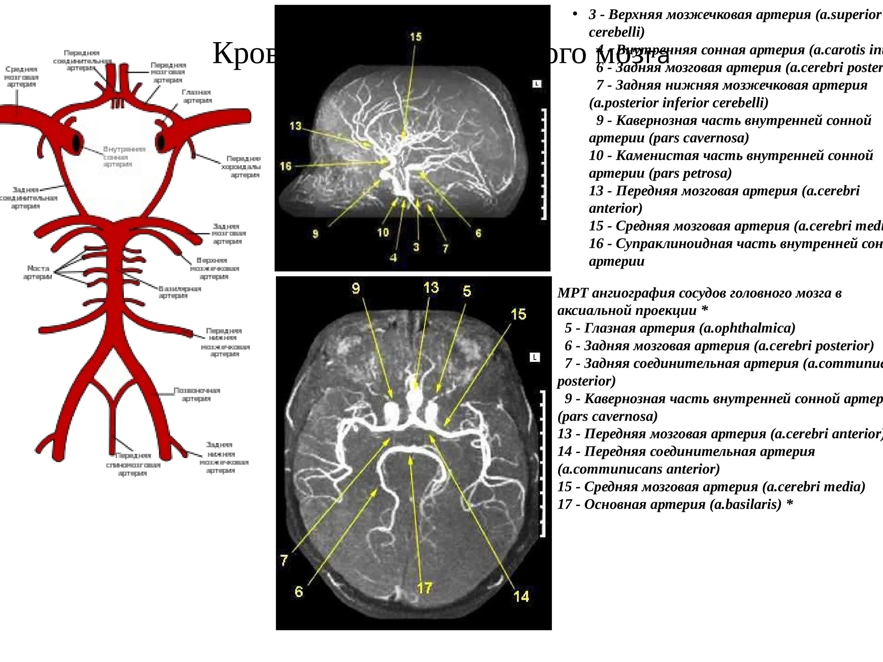 Артерии среднего мозга
