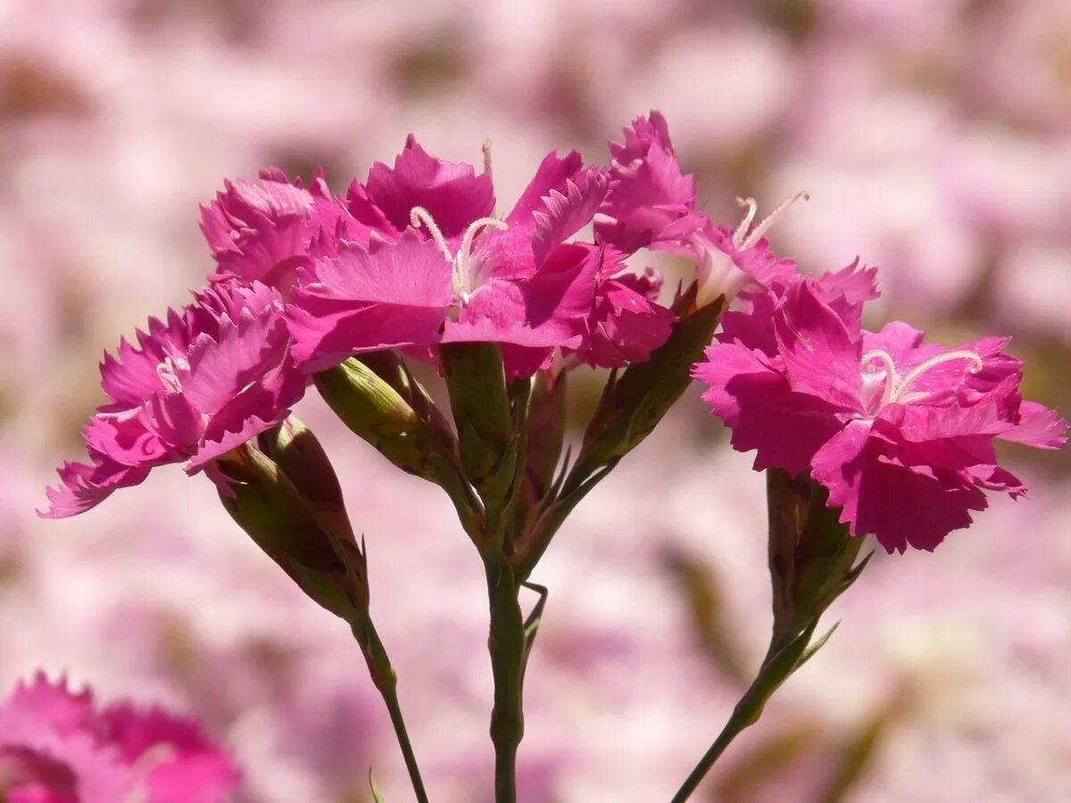 Гвоздика ли. Гвоздика Амурская (Dianthus amurensis). Гвоздика Шабо махровая. Гвоздика широковетвистая — Dianthus ramosissimus. Цветы гвоздика Шабо.